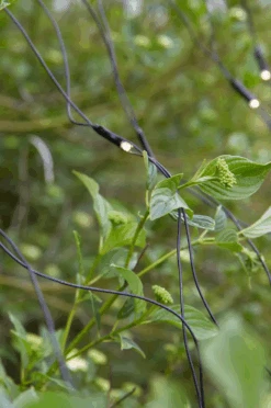 Markslöjd Lysnett 2x2m - Garden 24 - Svart -Lightup Butikk Lysnett 2x2m Garden 24 Svart Utebelysning Garden 24 Markslojd Mrk 108178 4