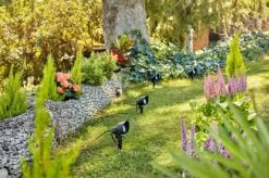 Philips Gardenlink Uplight 2700K 6W IP44 Ekstra Enhet - Svart - 12Volt -Lightup Butikk Philips Gardenlink uplight 2700K 6W IP44 ekstra enhet Svart 12Volt Utebelysning uplight Philips 929003261301 3